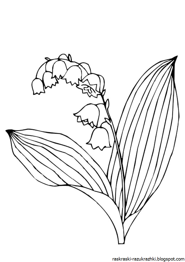 Разукрашка цветы ландыша