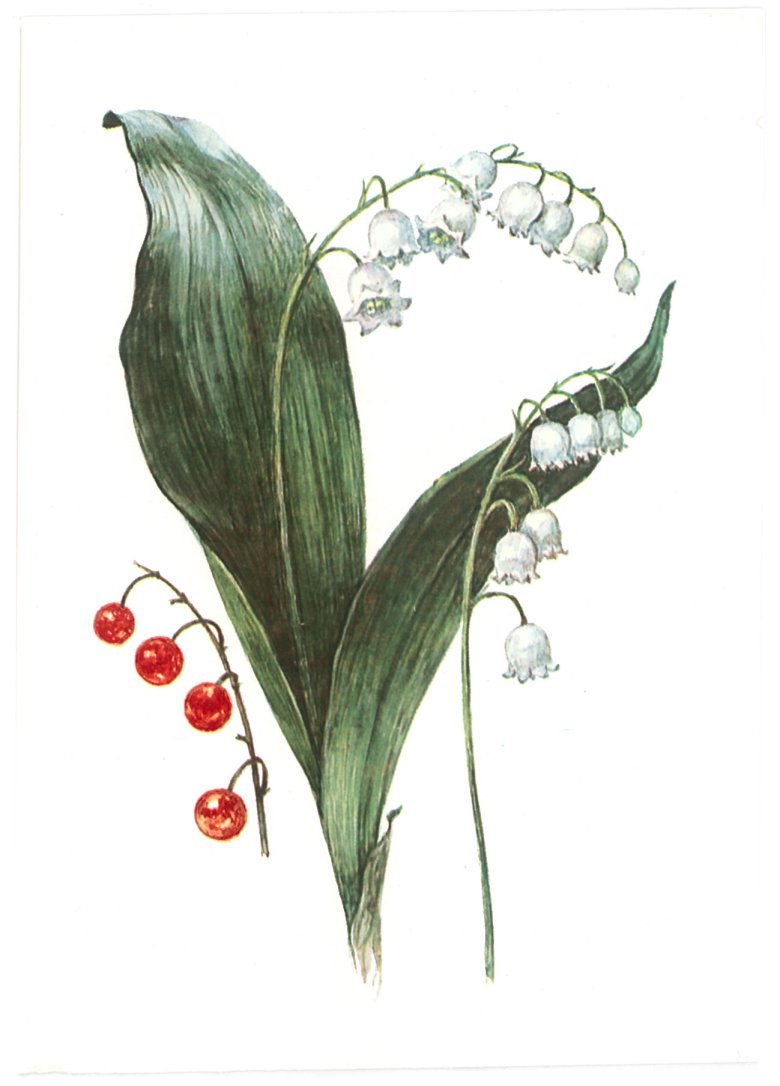 Ландыш Майский (Convallaria Majalis) препараты