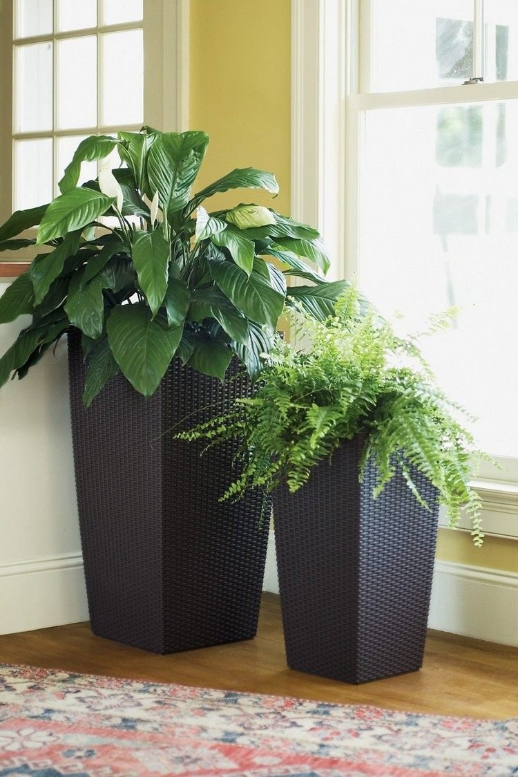 Декоративные комнатные растения