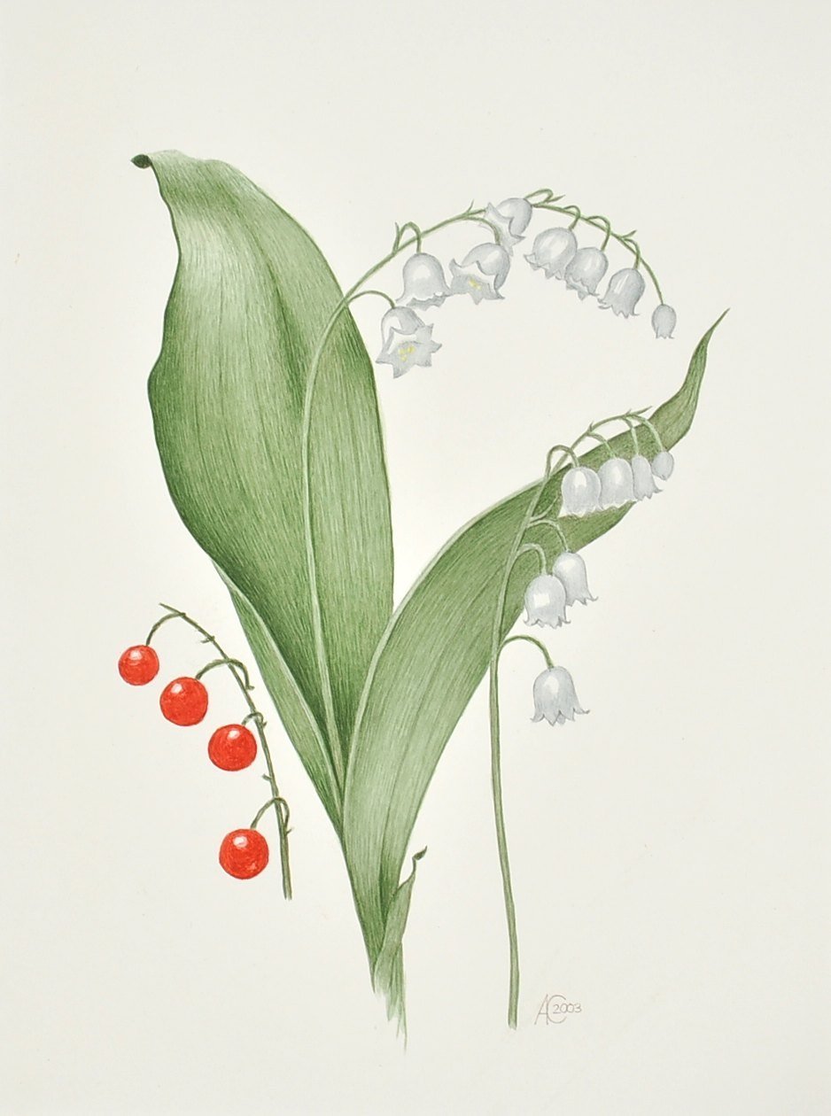 Ландыш Майский Ботаническая иллюстрация