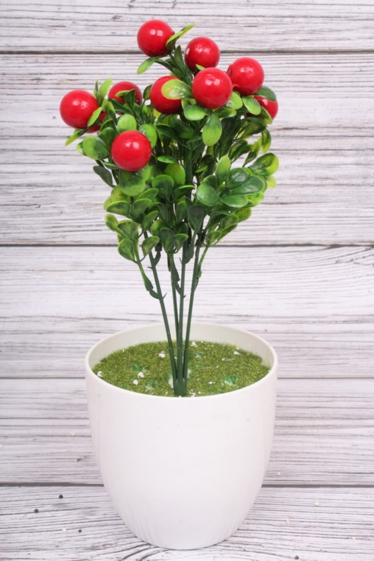 Комнатное растение с красными ягодами