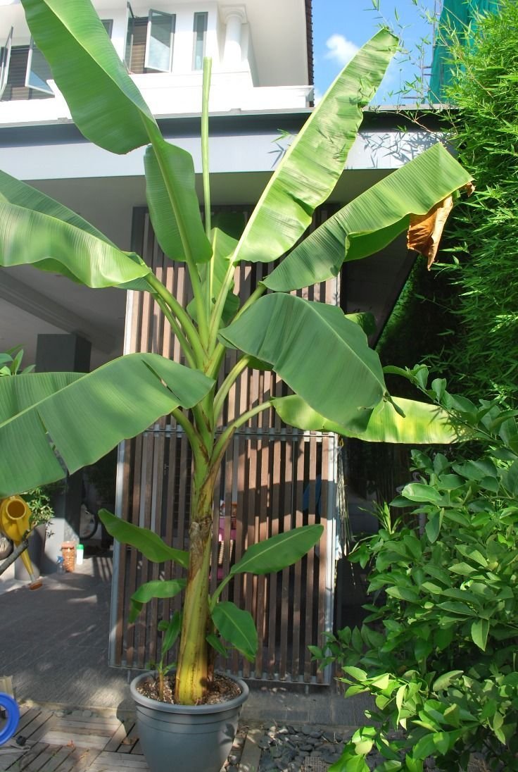 Карликовая банановая Пальма