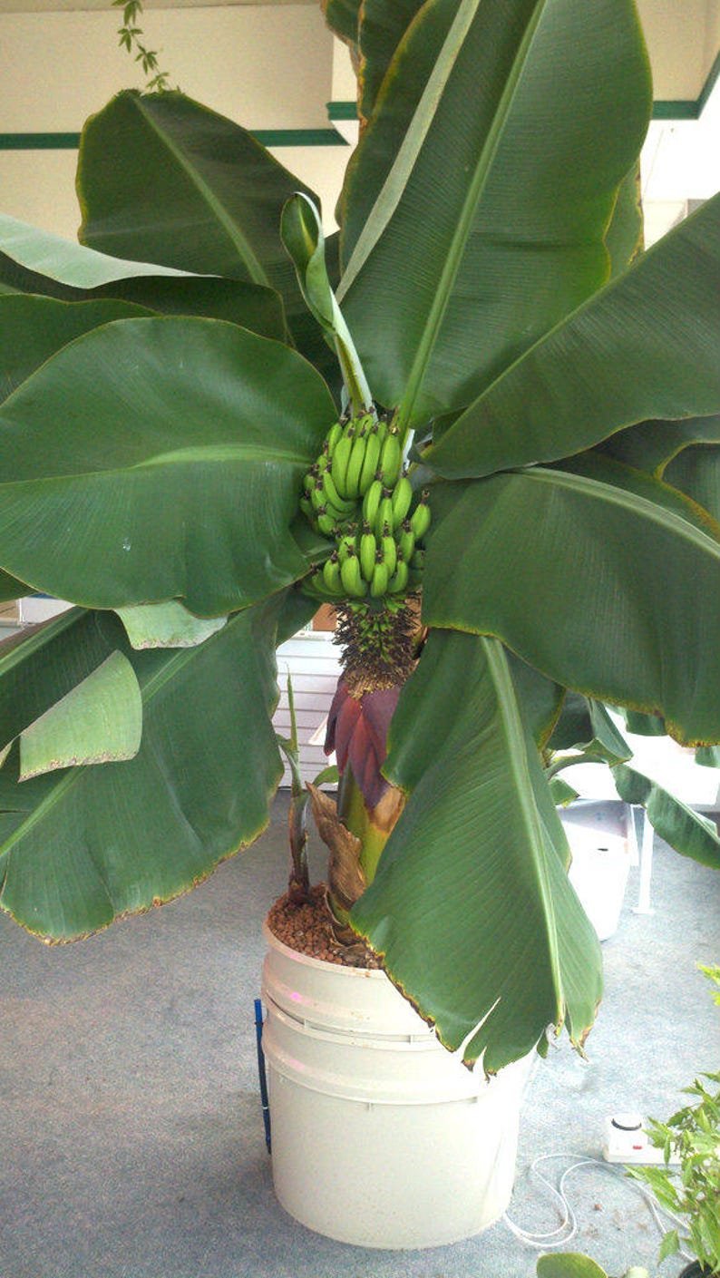 Комнатный банан плодоносит