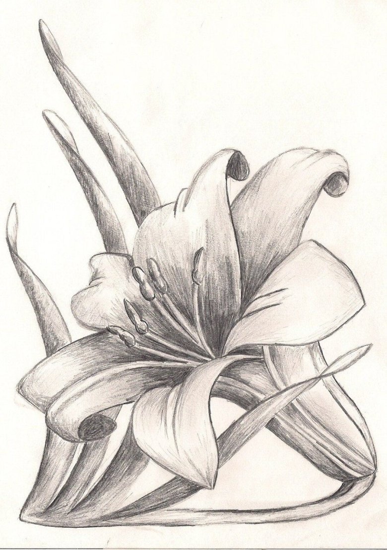 Лилии рисунок карандашом
