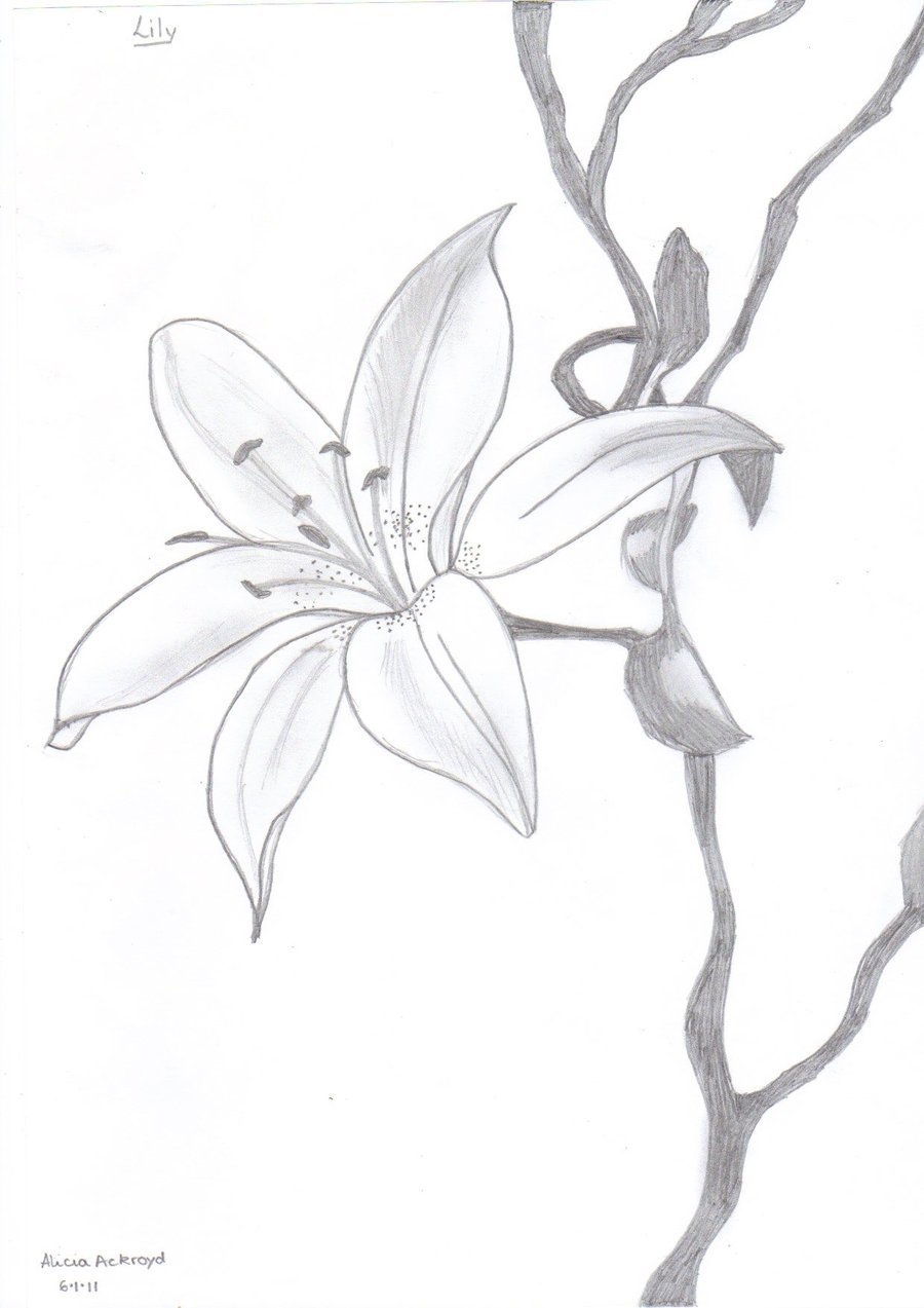 Лилия рисунок карандашом