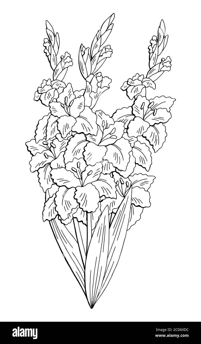 Гладиолус цветок раскраска для детей