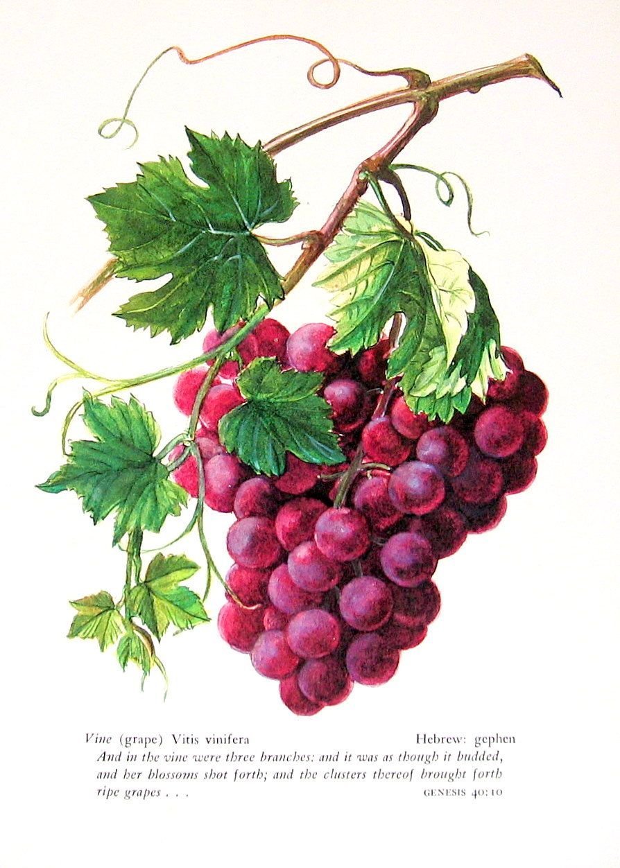 Ботаническая иллюстрация Виноградная лоза