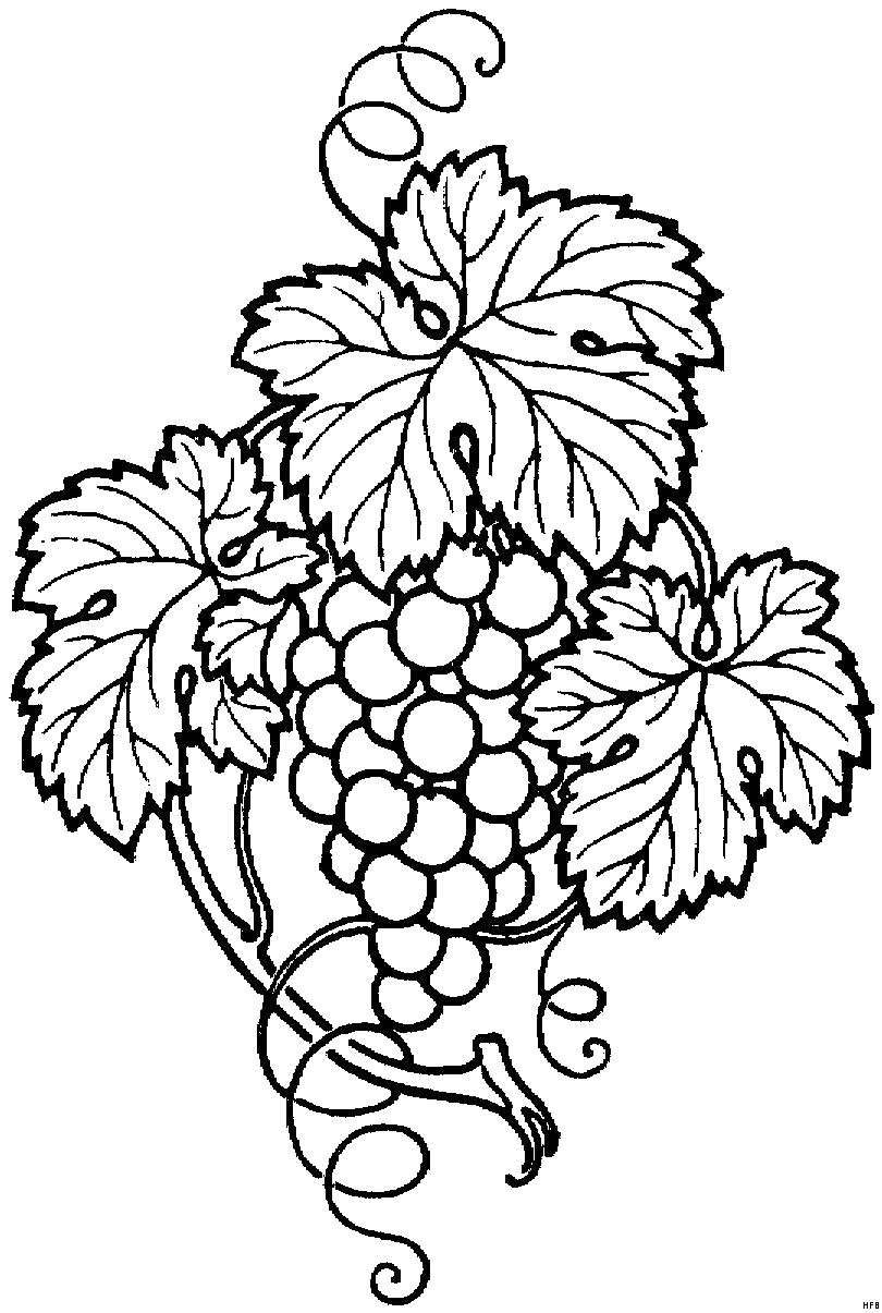 Виноградная лоза рисунок