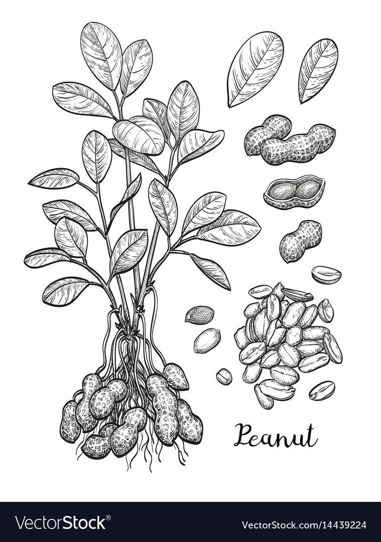Арахис Ботанический рисунок