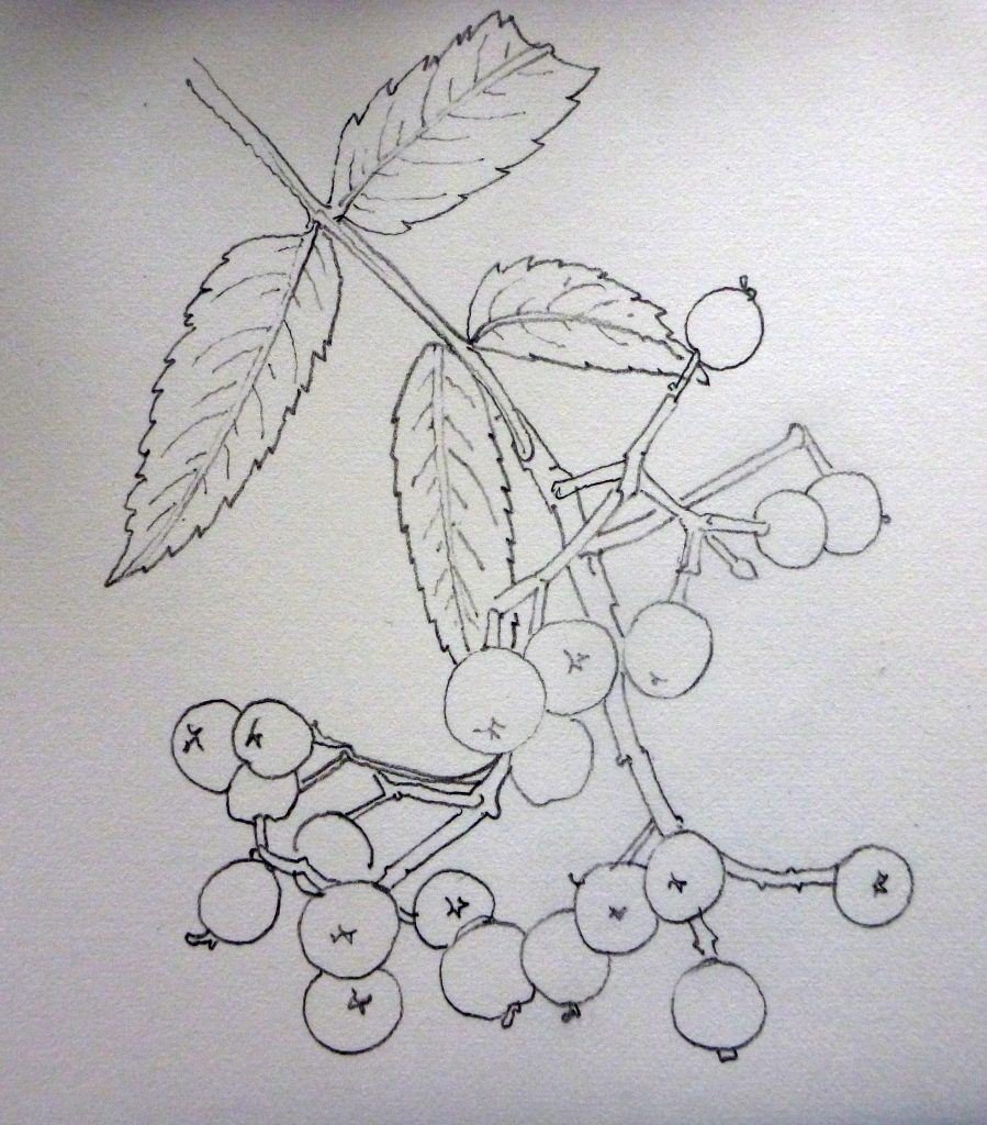 Арония черноплодная Ботаническая иллюстрация