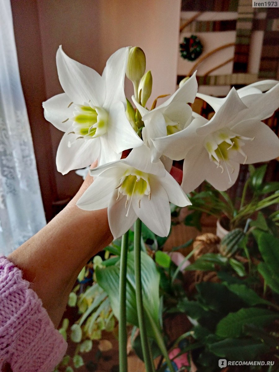 Комнатный цветок похожий на Нарцисс