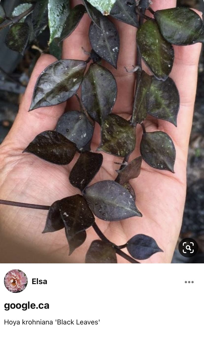 Hoya krohniana Black leaves /Хойя