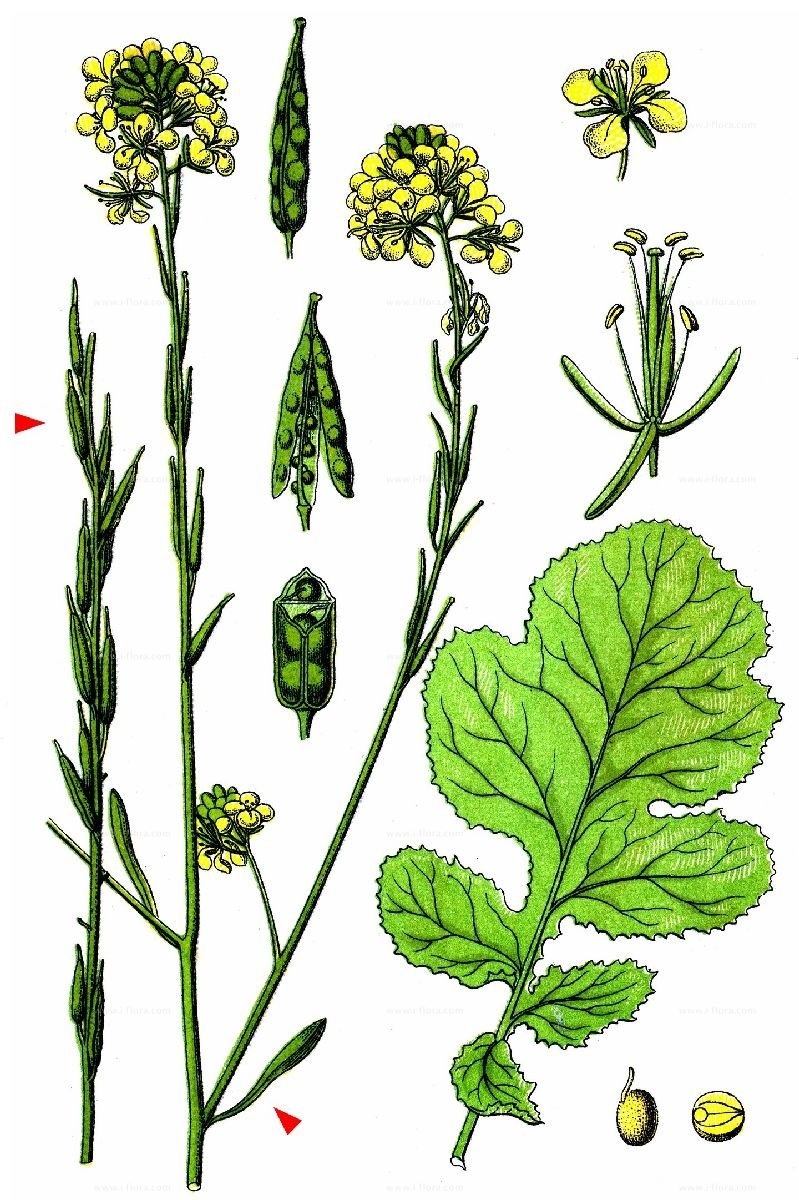 Горчица сарептская — Brassica juncea