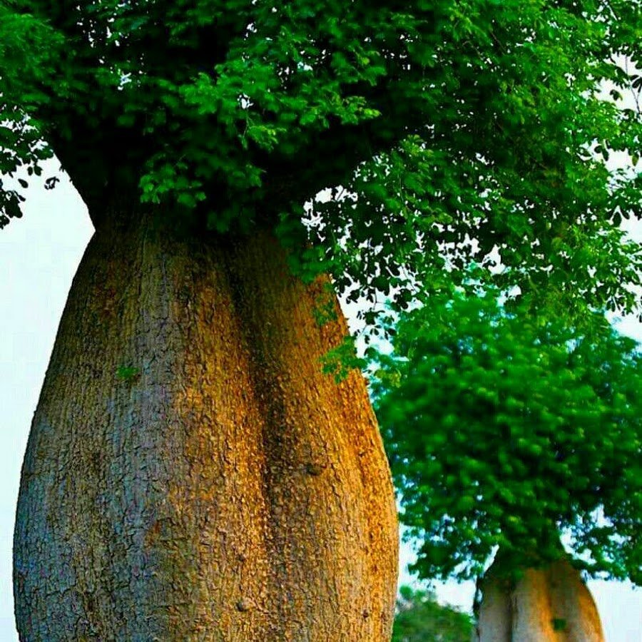 Бутылочное дерево в Австралии