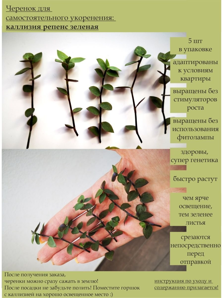 Растения с супротивным листорасположением