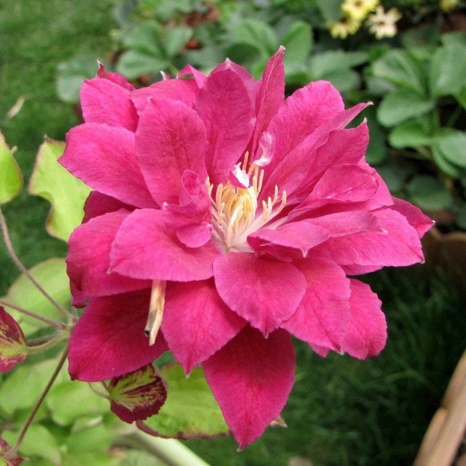 Клематис Clematis Red Star