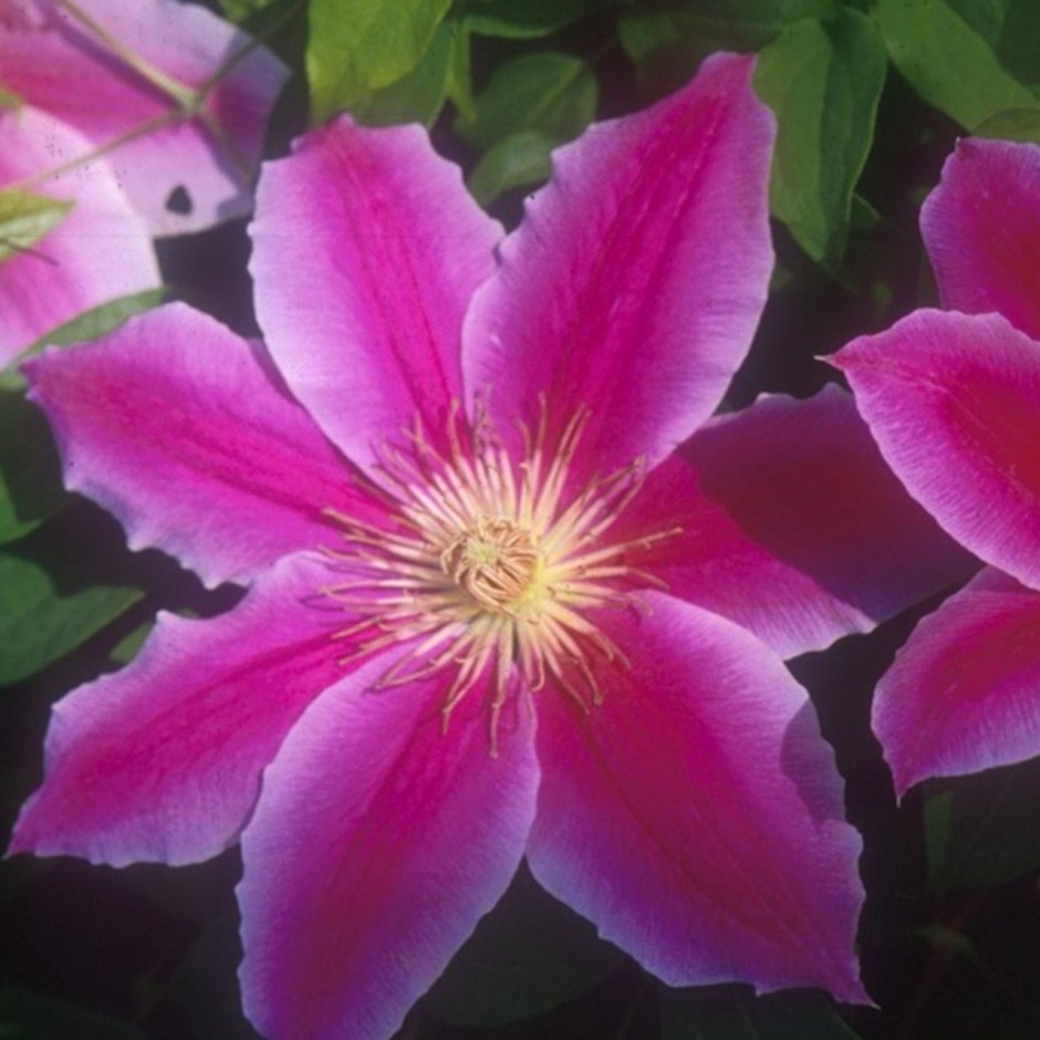 Клематис Clematis Red Star