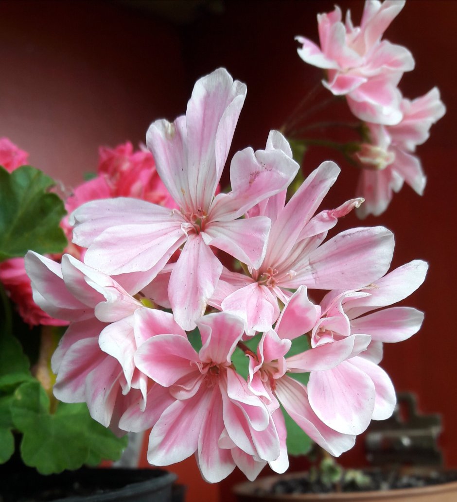 Пеларгония семена профи бело розовая отзывы покупателей