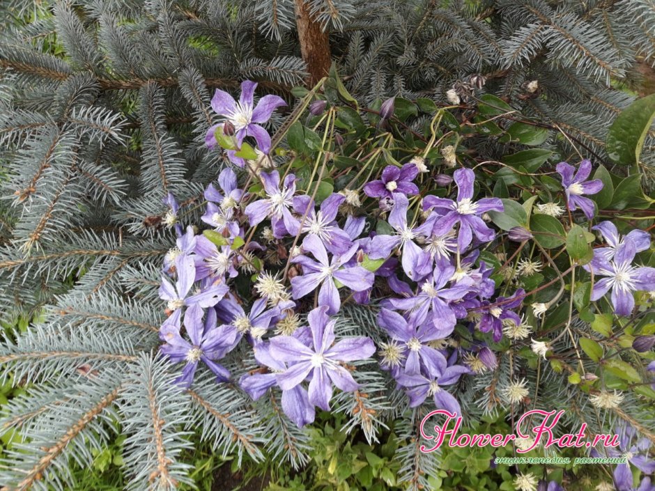 Clematis Arabella (1994) qe