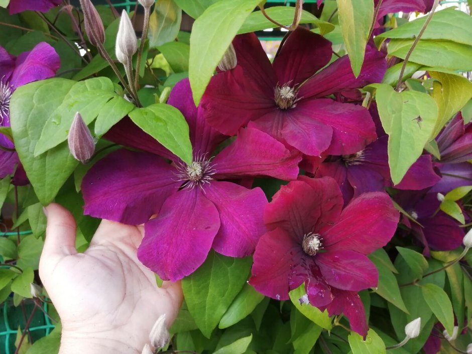 Clematis 'Duchess of Albany'