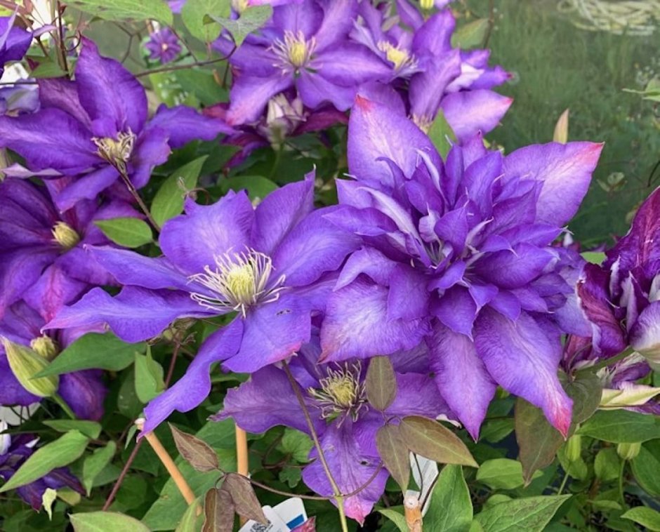 Clematis (клематис) 'Daniel Deronda'