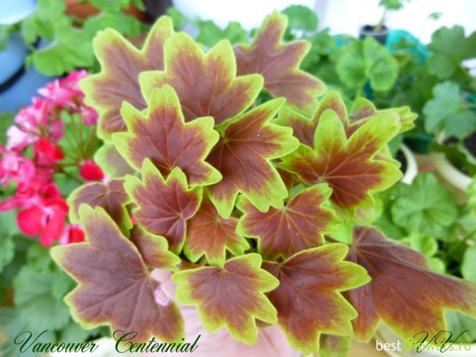 Пеларгония Pelargonium Vancouver Centennial