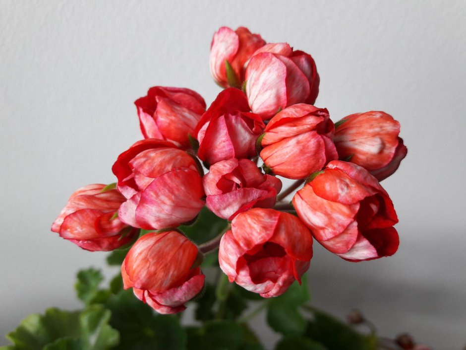 Пеларгония тюльпановидная Андреа