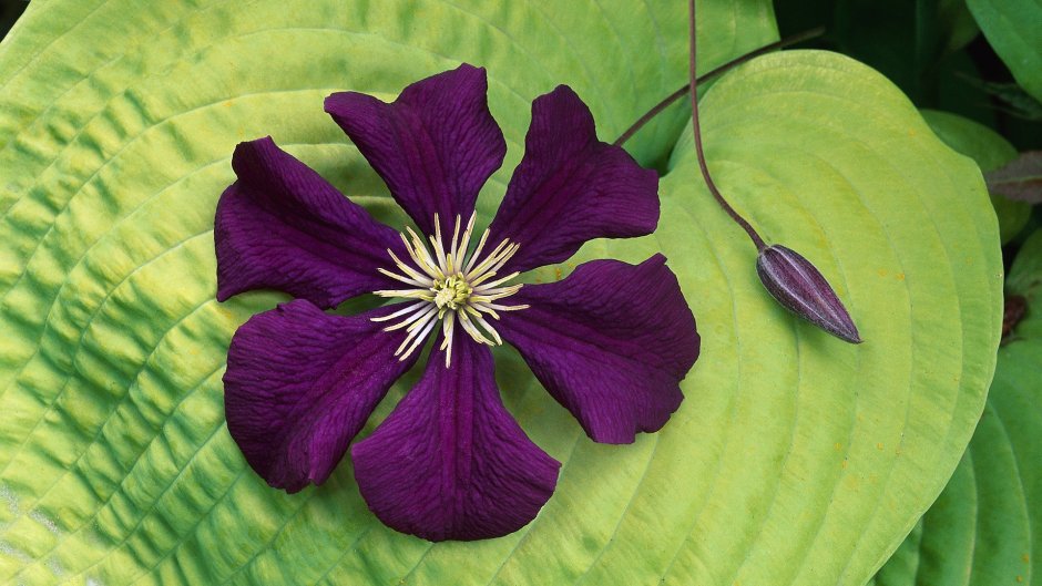 Клематис четырехлепестковый фиолетовый