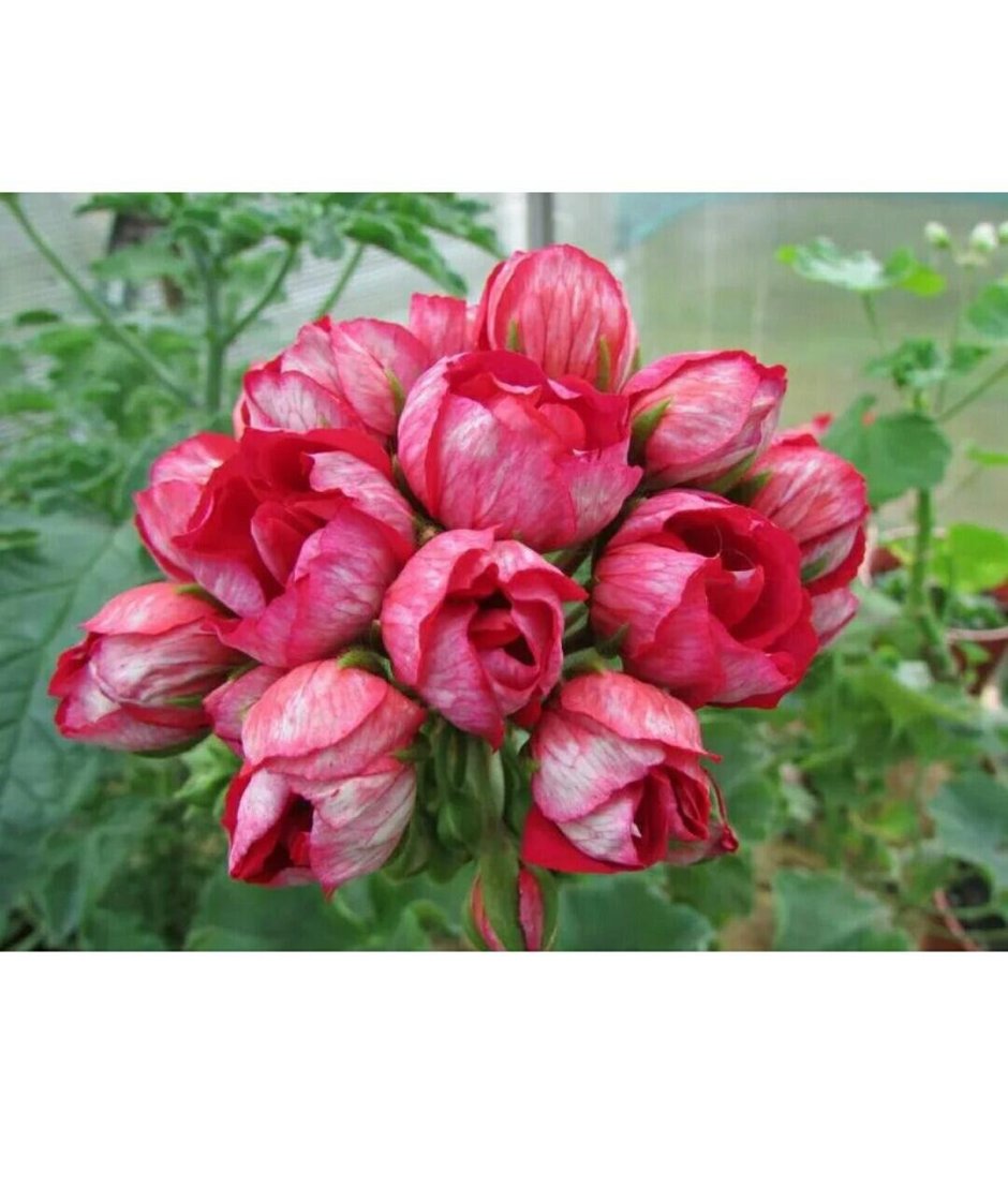 Пеларгония Herma тюльпановидная