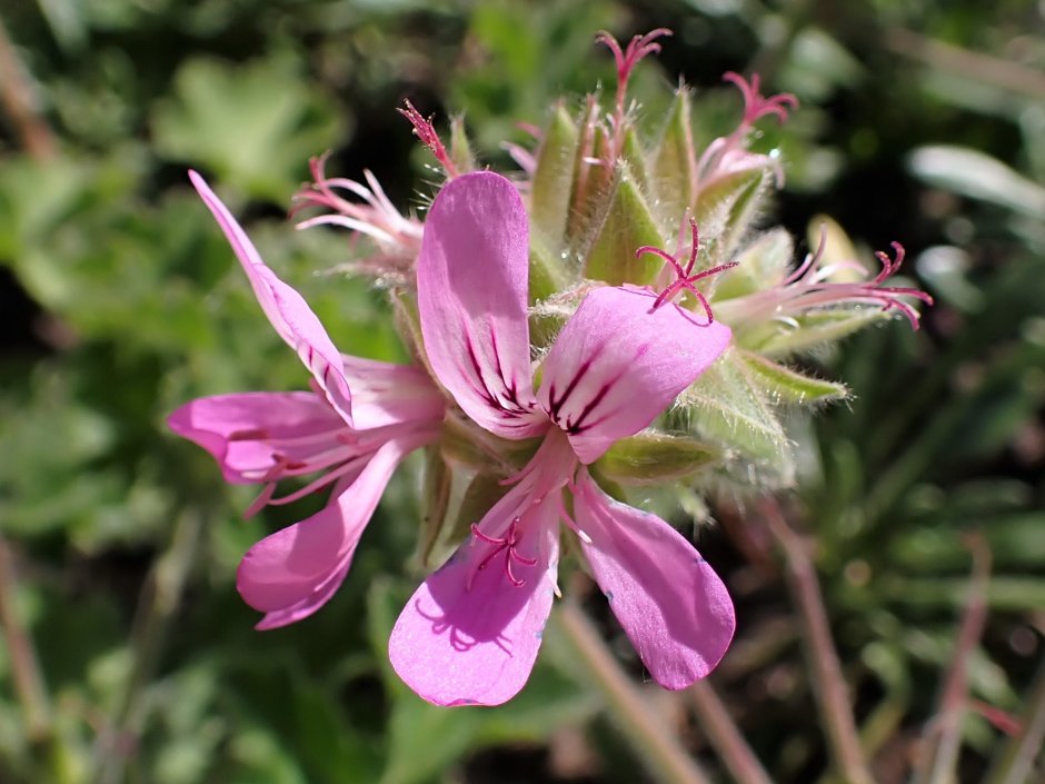 Pelargonium capitatum