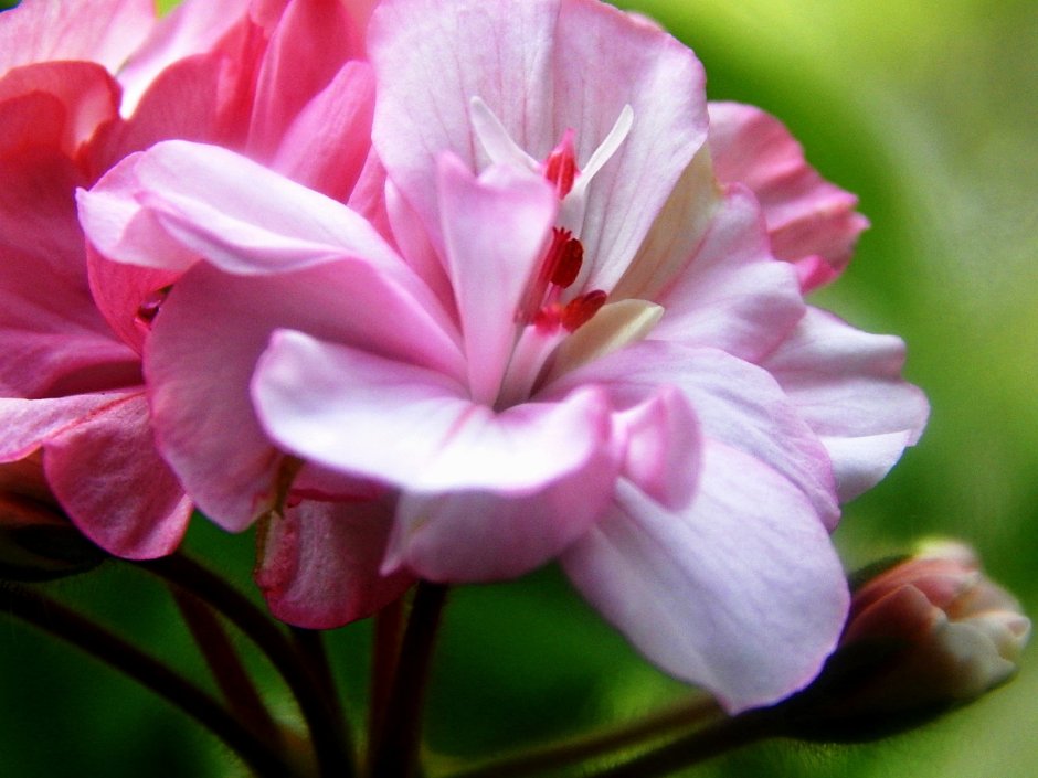 Pelargonium Roseum