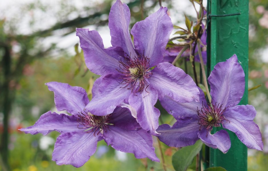 Клематис (Clematis Baby Doll Zobadol) p8/p9