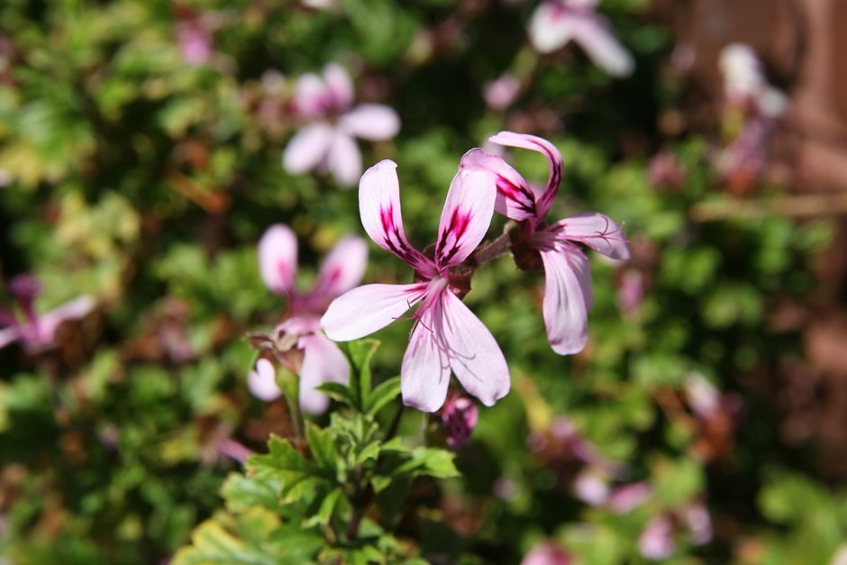 Pelargonium ochroleucum