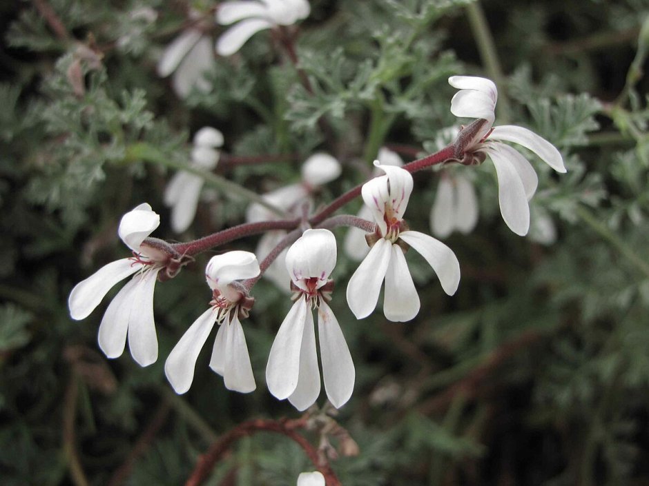 Пеларгония fragrans variegatum