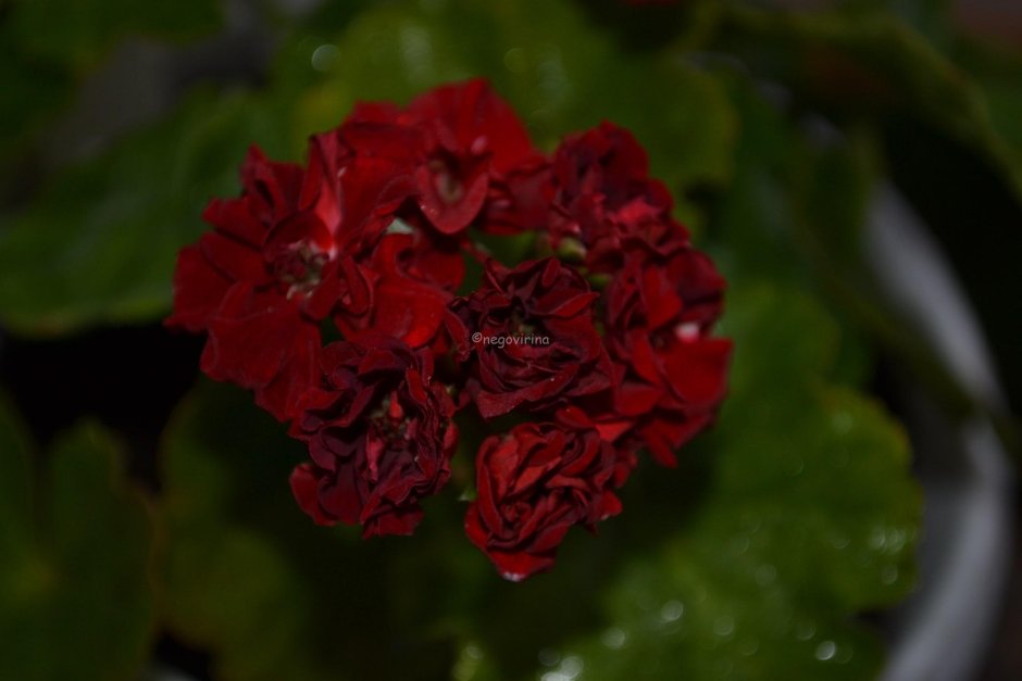 Пеларгония розебудная Garnet Rosebud