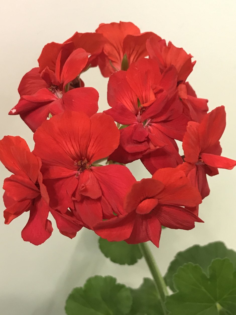 Пеларгония Pelargonium Villetta Red