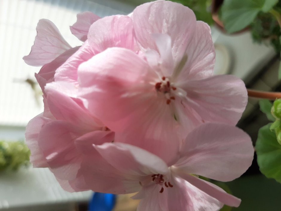Розовая Жемчужина пеларгония