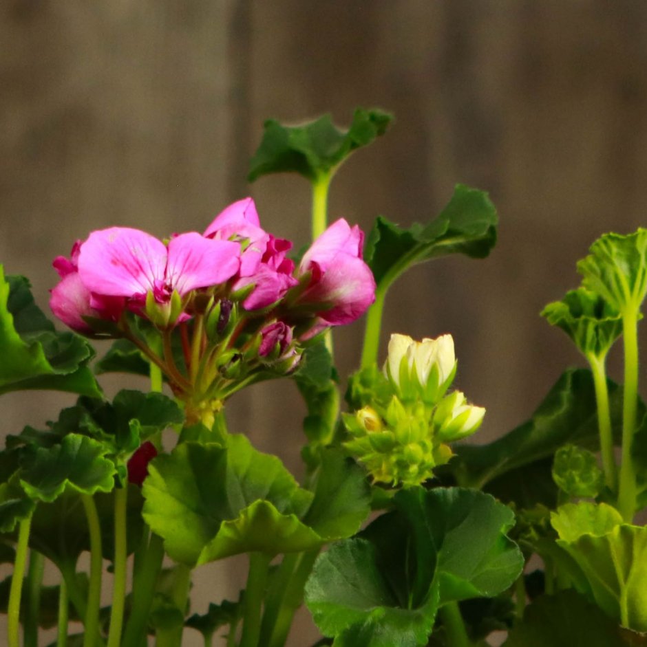 Пеларгониум розовый (Pelargonium Roseum)