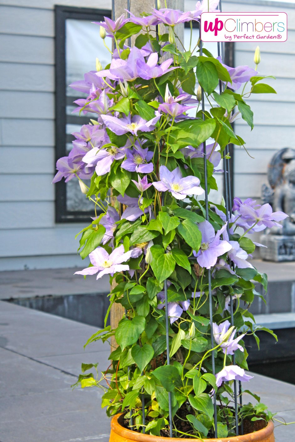 Clematis Midori клематис Мидори