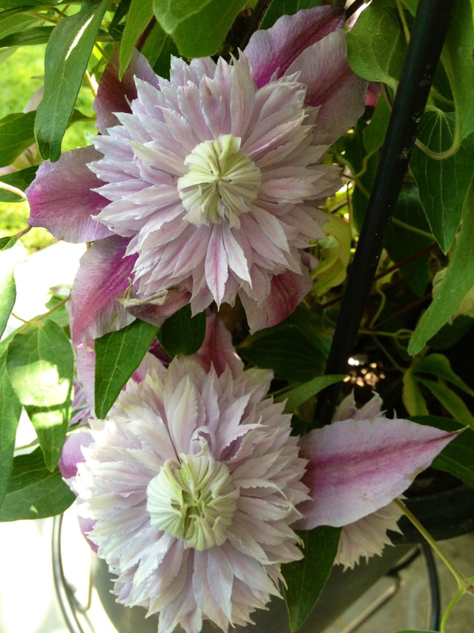 Клематис (Clematis Midori)