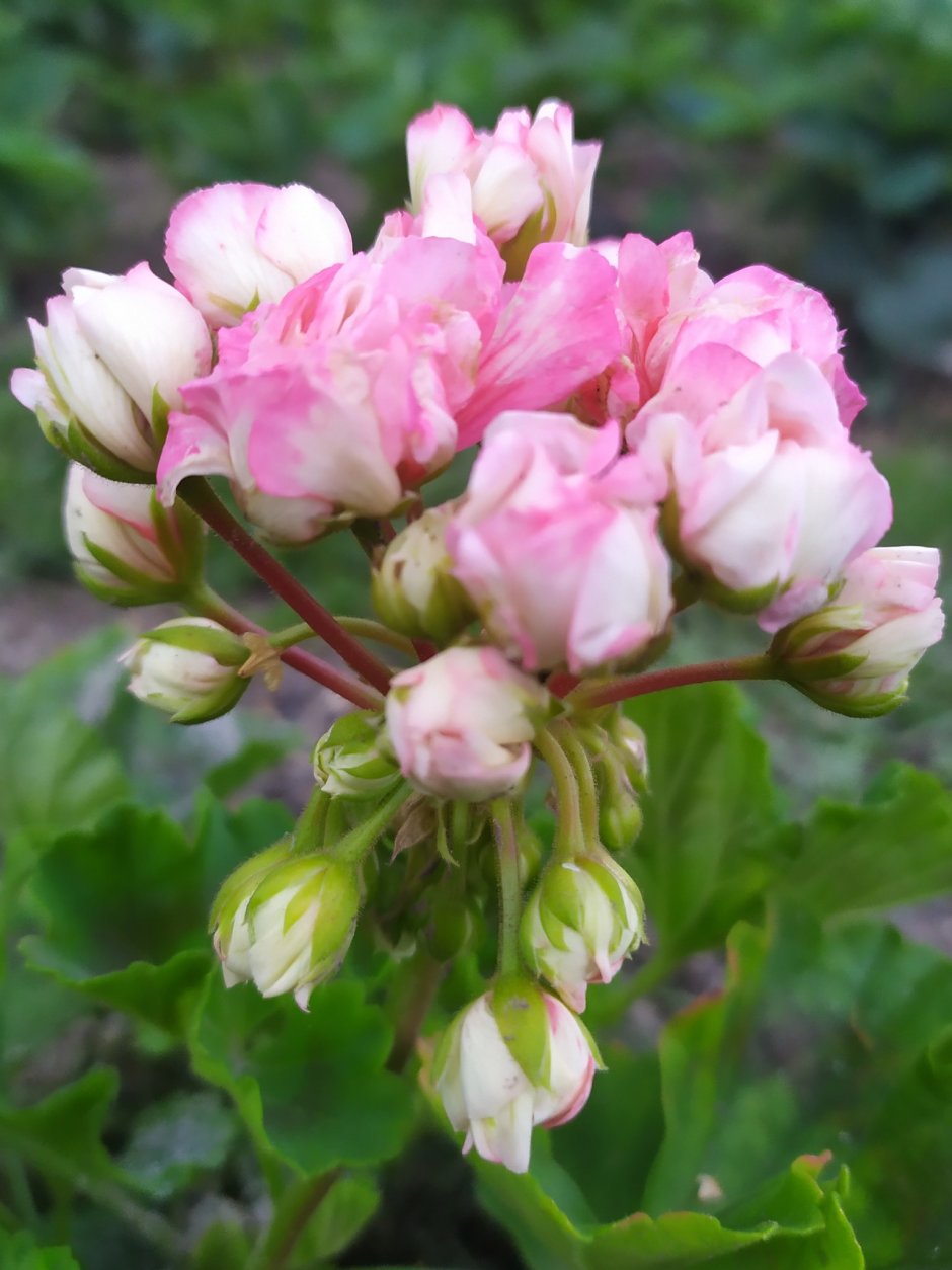 Герань Fischers Appleblossom