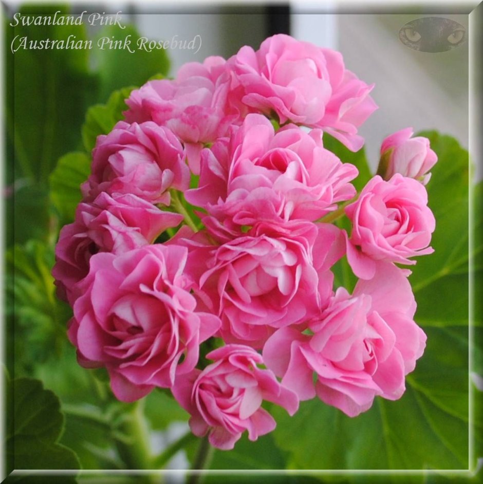 Australian Pink Rosebud пеларгония