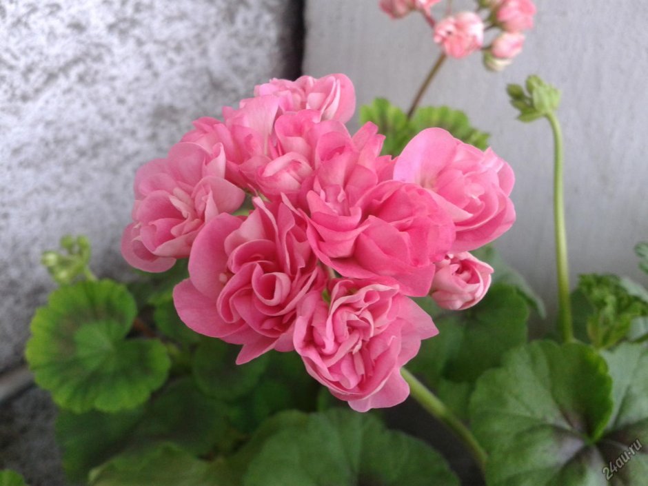 Пеларгония роза Будная