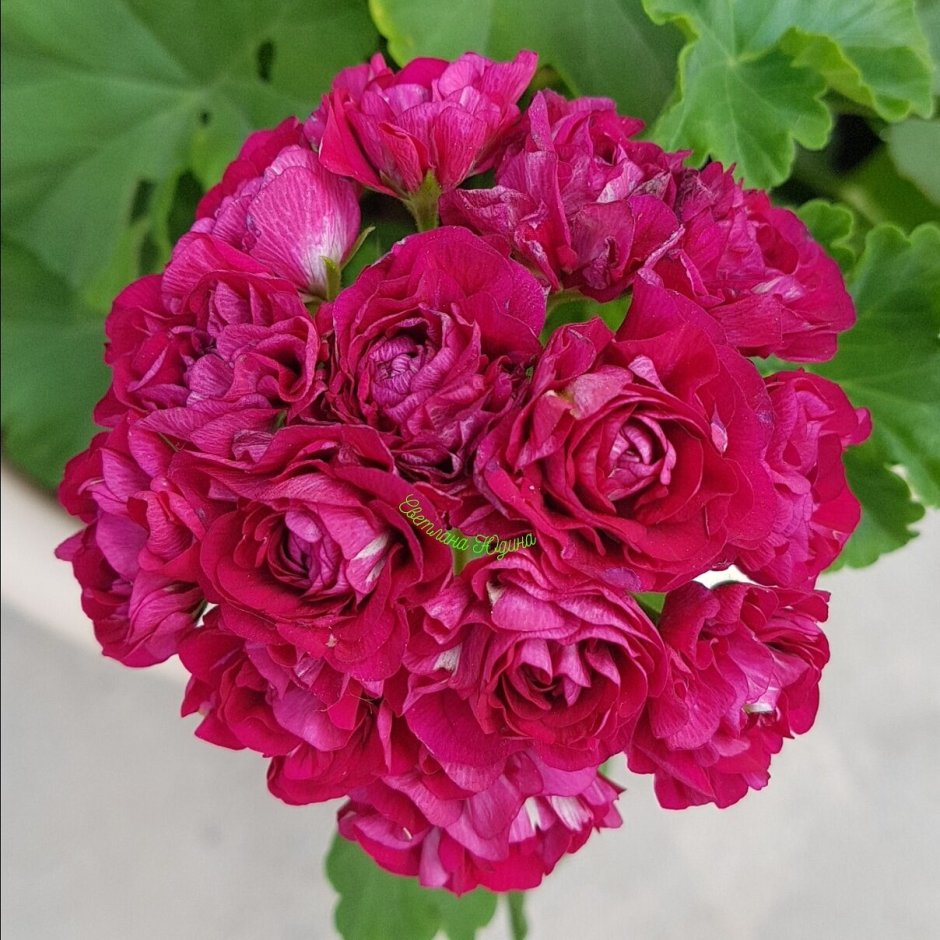 Пеларгония роза Будная