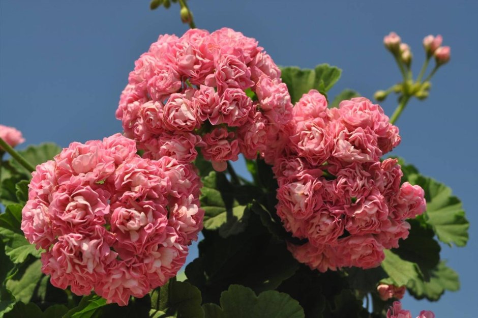 Пеларгония Pink Rosebud