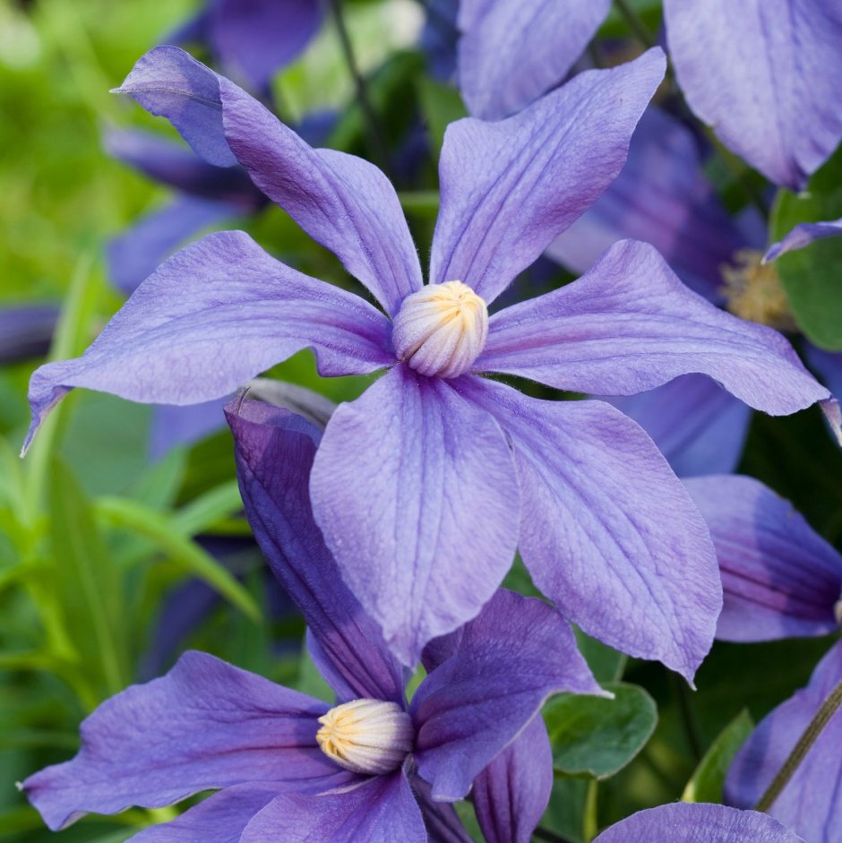 Клематис Clematis durandii