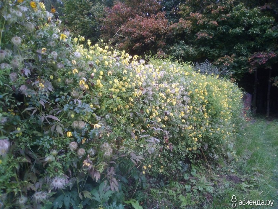 Клематис тангутский (Clematis tangutica)