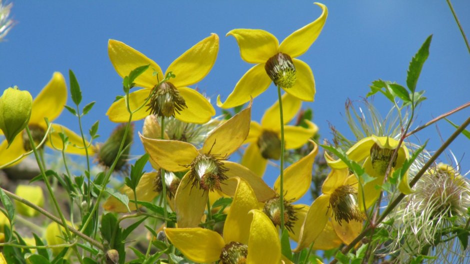 Клематис тангутский (Clematis tangutica)