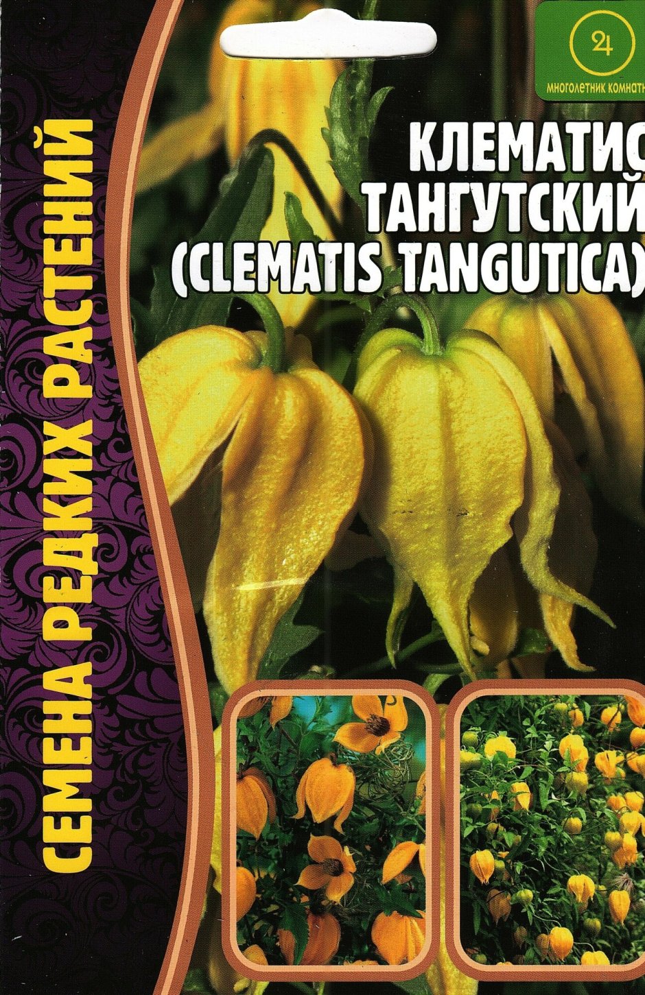 Клематис желтый тангутский