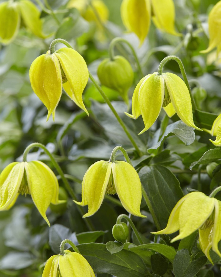 Клематис тангутский (Clematis tangutica)